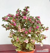 探究多肉植物赋予送人的特殊寓意 多肉花语与寓意