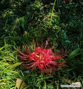 不同颜色彼岸花的花语及其传达的情感与寓意 彼岸花的花语之不同颜色的象征意义