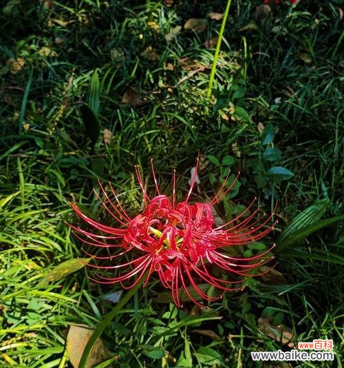 不同颜色彼岸花的花语及其传达的情感与寓意 彼岸花的花语之不同颜色的象征意义