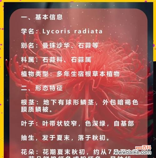 不同颜色彼岸花的花语及其传达的情感与寓意 彼岸花的花语之不同颜色的象征意义