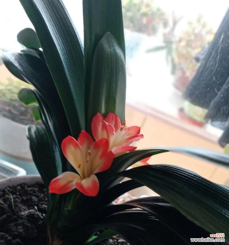 探索君子兰开花的神秘之处 君子兰开花的象征意义