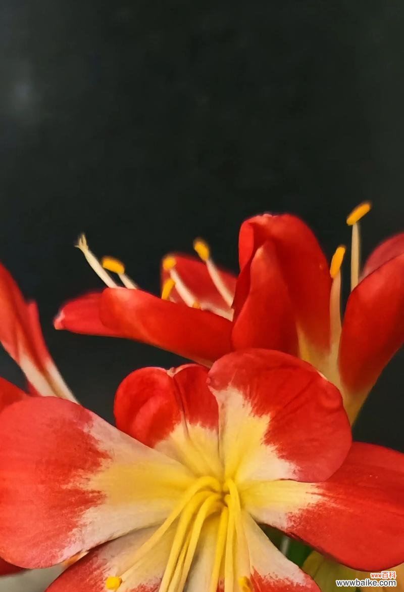 探索君子兰开花的神秘之处 君子兰开花的象征意义