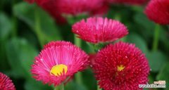 解读红色雏菊的意义和象征 红色雏菊的花语和寓意