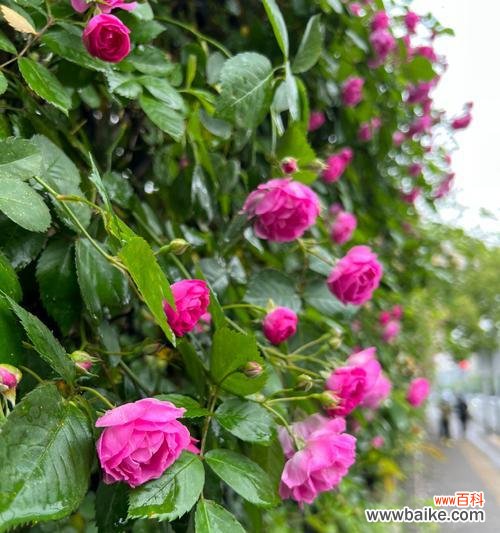 欲望与自由的较量——探索花朵背后的占有欲 占有欲的花