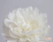 探究白色芍药花的神秘之语 白色芍药花的花语及其寓意