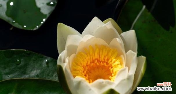 探寻白莲花在不同文化中的象征意义 白莲花