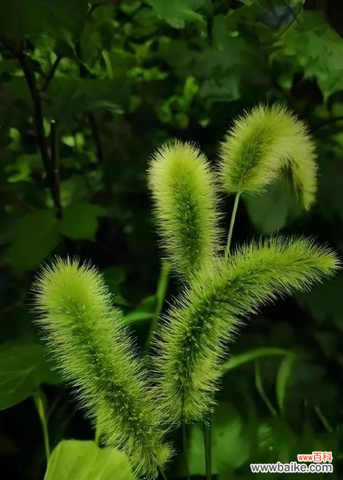 解读狗尾巴草的神秘语言，寻找生活的真谛 狗尾巴草的花语与寓意——探寻自由与幸福的象征