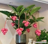 财富之源 以富贵兰花代表发财的象征意义