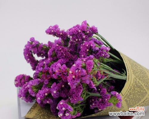 一朵小小的花 勿忘我花的寓意是什么