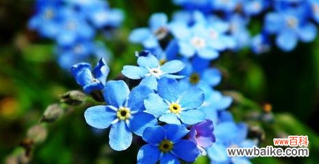 一朵小小的花 勿忘我花的寓意是什么