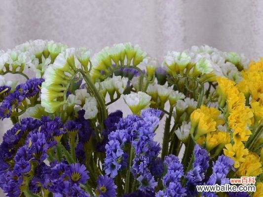 一朵小小的花 勿忘我花的寓意是什么