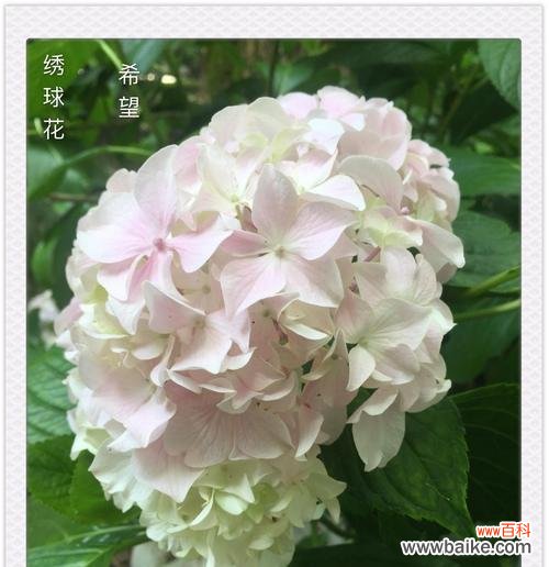 血海深仇 复仇之花