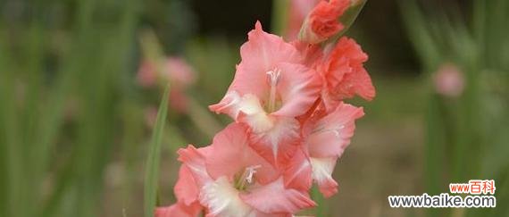 血海深仇 复仇之花