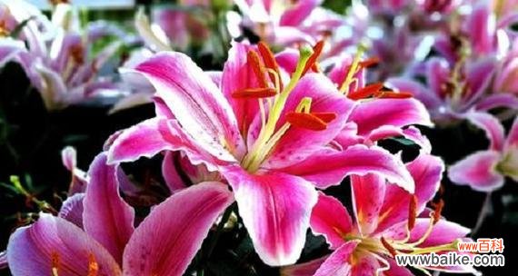 探索百合花的丰富花语 百合花