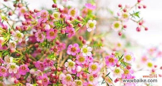 百合花语的含义与象征 复活的奇迹——以百合花为主题的花语探究