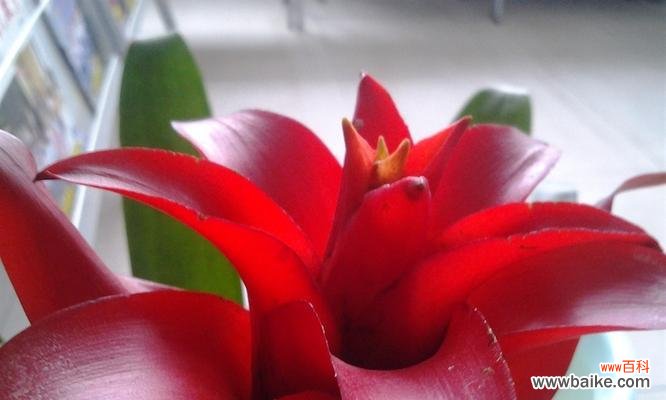 揭示财运亨通的花海奥秘 以富贵发财为主题的花语——富贵花的意义与象征