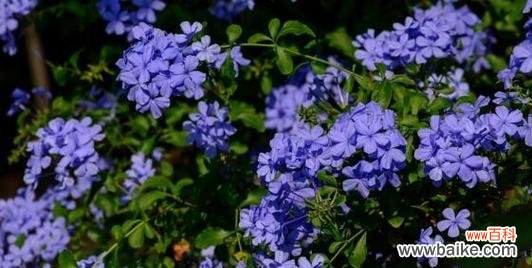 剖析玫瑰花语 高冷花语之玫瑰的冷漠与高贵