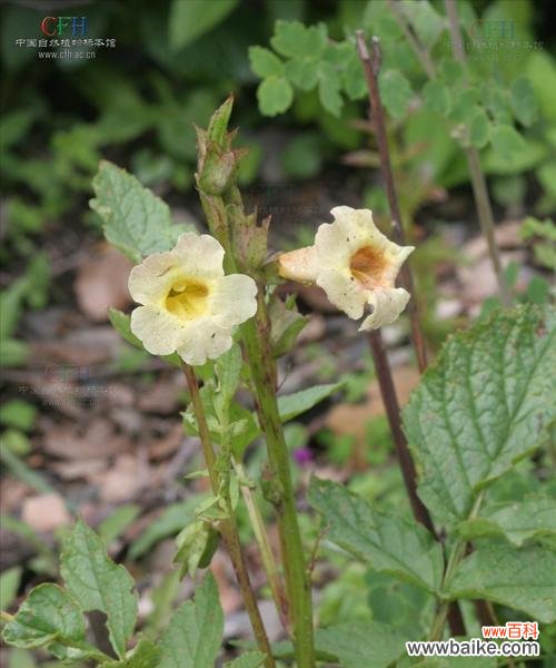 剖析玫瑰花语 高冷花语之玫瑰的冷漠与高贵