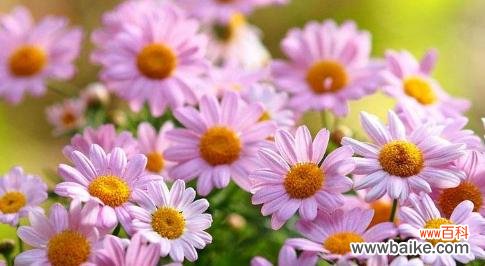 白色郁金香的深意与寓意 告别之花——白色郁金香的花语