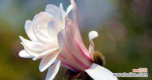 雍容华贵的牡丹 孤傲花语——以牡丹花为主题的文章