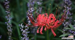 探寻孤独与迷茫的花朵之旅 花语中的孤独迷茫