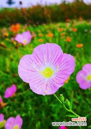 用花语诉说，心底的情感 代表意难平的花-缅怀与寄托