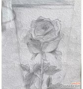 用花语诉说，心底的情感 代表意难平的花-缅怀与寄托