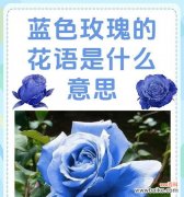 玫瑰花语揭示的情感和意义 玫瑰花语