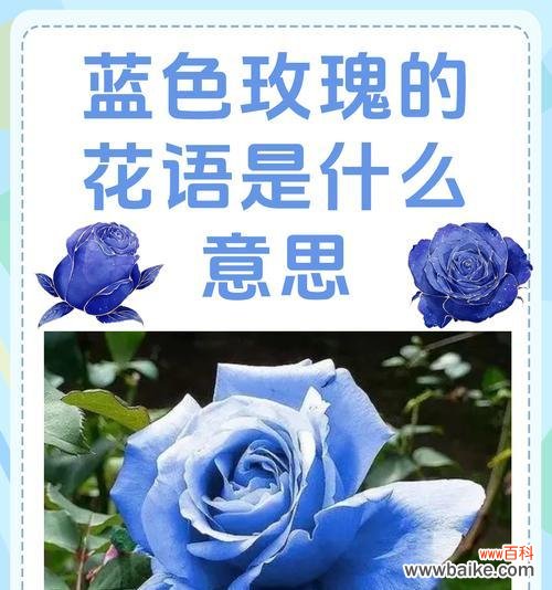 玫瑰花语揭示的情感和意义 玫瑰花语