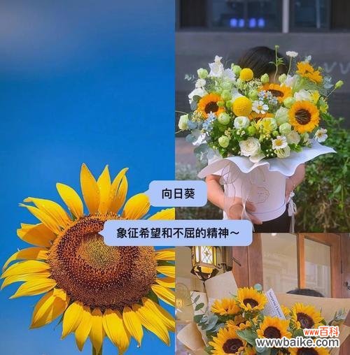 盛开在希望园中的康乃馨 希望之花——康乃馨的花语