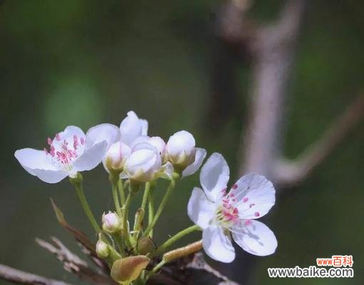 一朵梨花的静谧美丽 以梨花代表纯洁之人