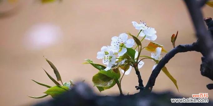 一朵梨花的静谧美丽 以梨花代表纯洁之人