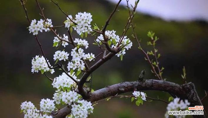 一朵梨花的静谧美丽 以梨花代表纯洁之人