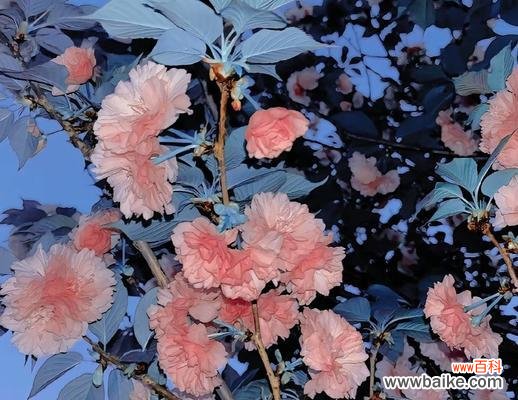 向日葵的美丽与善良 温暖善良的花——以向日葵为代表