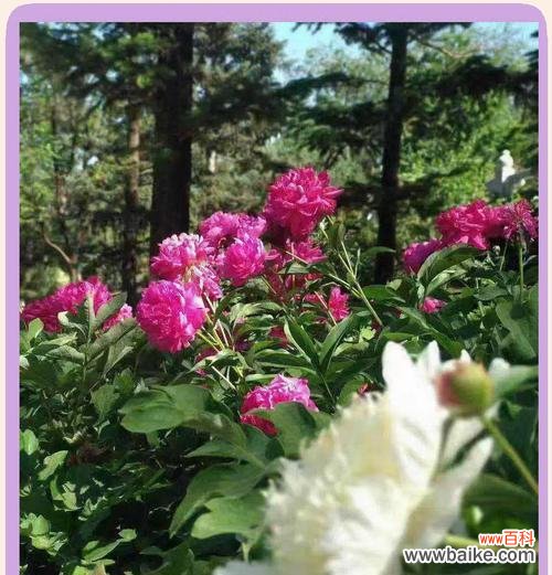 向日葵的美丽与善良 温暖善良的花——以向日葵为代表