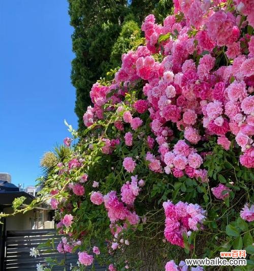 向日葵的美丽与善良 温暖善良的花——以向日葵为代表