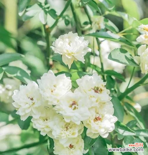 玫瑰花盛开在专一的花园里 爱情专一之花