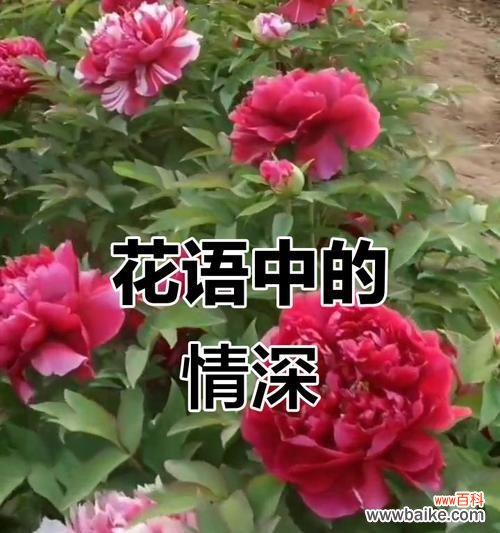 玫瑰花盛开在专一的花园里 爱情专一之花