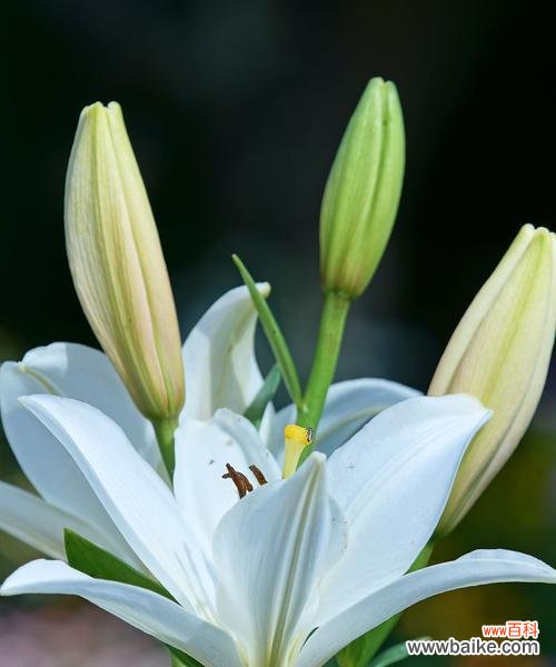 用花语表达内心的歉意，化解误会与矛盾 以百合花的花语为主题的请求原谅文章