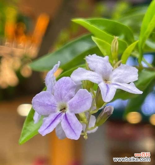 揭示以假连翘背后的花语及其象征的含义 以假连翘的花语与寓意