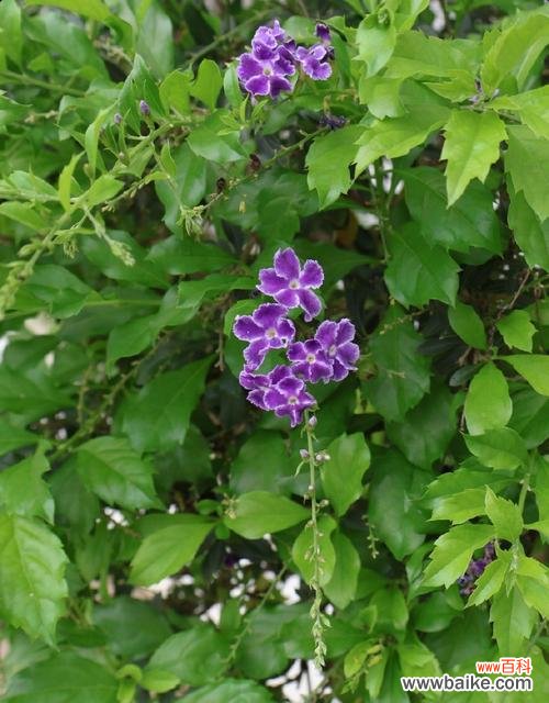 揭示以假连翘背后的花语及其象征的含义 以假连翘的花语与寓意
