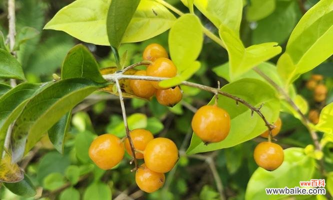 揭示以假连翘背后的花语及其象征的含义 以假连翘的花语与寓意