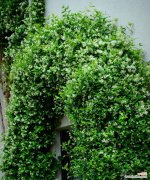 万重山的花朵，寄托着丰饶与希望的象征 万重山绽放芬芳，开花花语与寓意