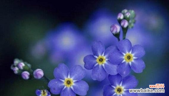 探索勿忘我背后的深刻含义 忘不了的花语