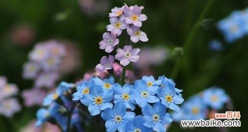 探索勿忘我背后的深刻含义 忘不了的花语