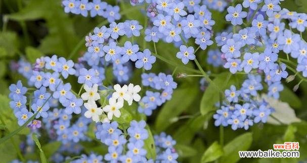 以勿忘我花语诠释爱情和友谊 勿忘我花语之美