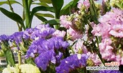 深情不忘 勿忘我花语-传递深深的思念