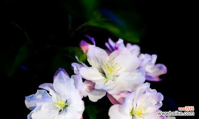 探寻西府海棠之意境 以西府海棠之花语