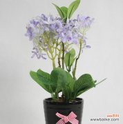 探索夕雾花语的含义与传承之道 以夕雾花语的美丽与深意