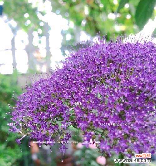 探寻以夕雾花的花语之美 以夕雾花之花语-美丽、神秘与希望